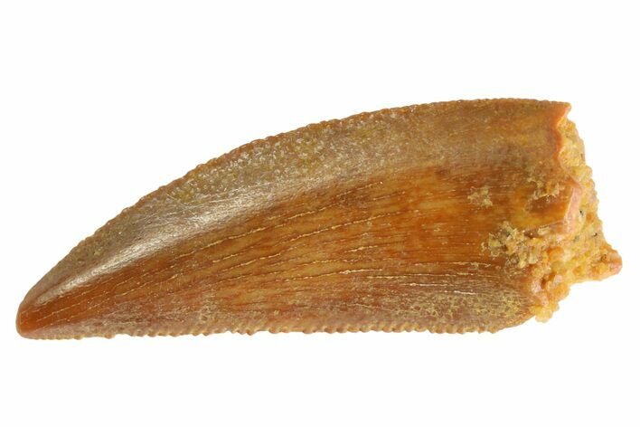 Serrated, Raptor Tooth - Real Dinosaur Tooth #333296